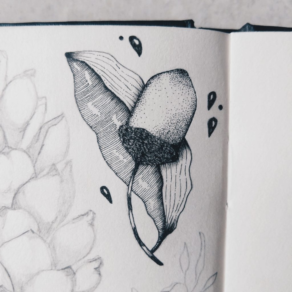 Acorn | Maitri Dalicha