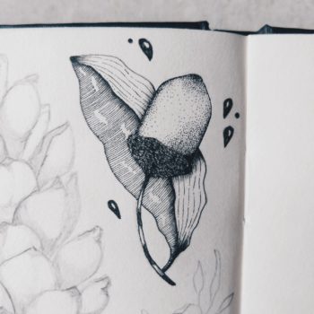 Acorn | Maitri Dalicha