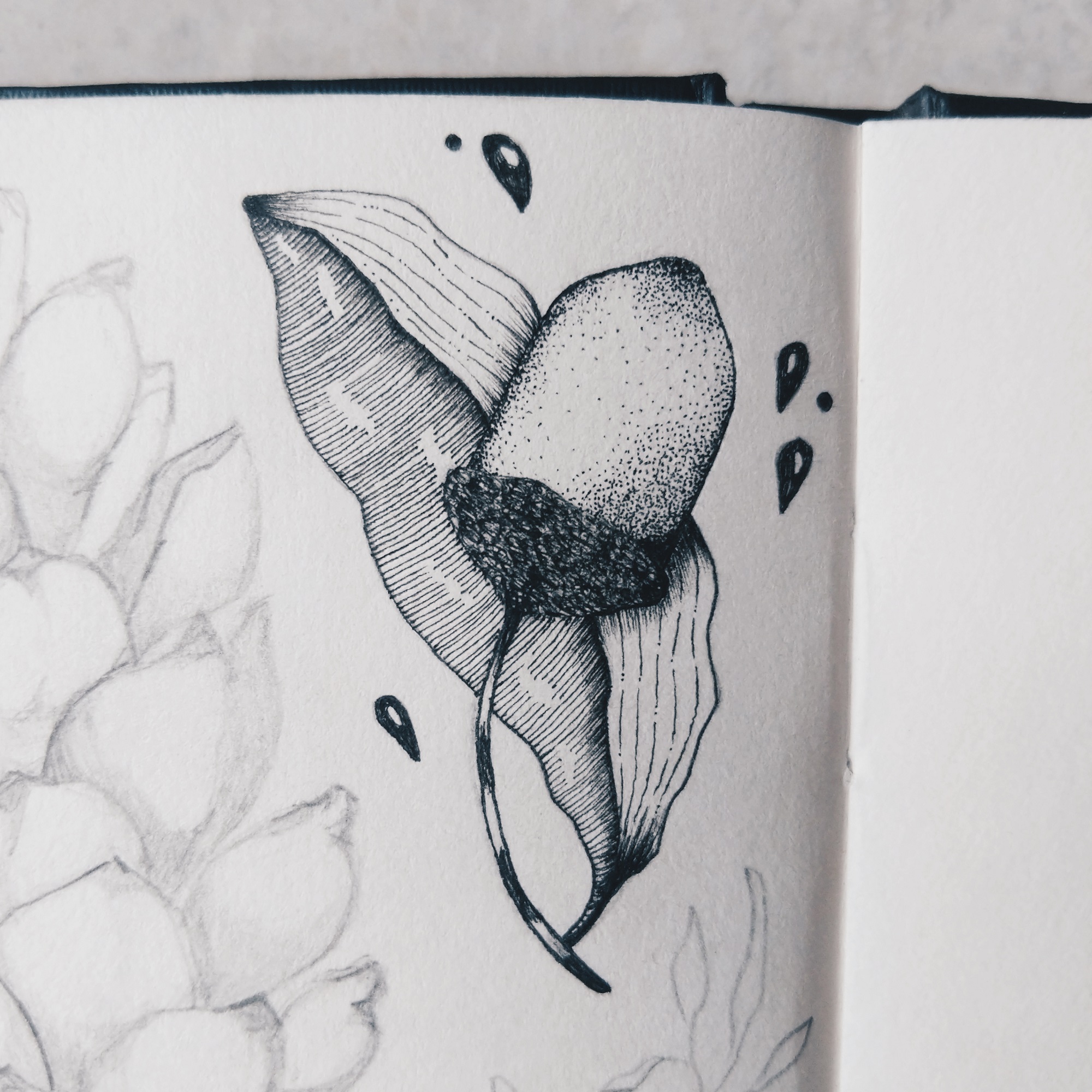 Acorn | Maitri Dalicha